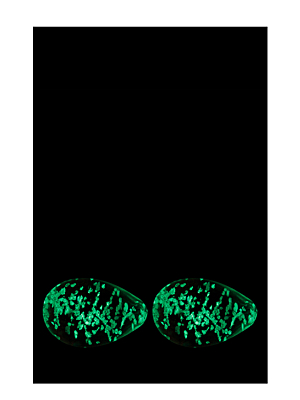 Διάφανα Γυάλινα Kegel Eggs Firefly από NS NOVELTIES